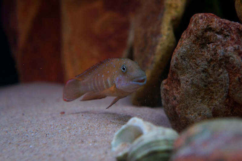 Eretmodus cyanostictus 'Kantalamba'